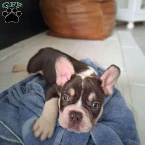 Jasper, French Bulldog Puppy